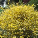Kerria japonica 'Picta'=Variegata P9